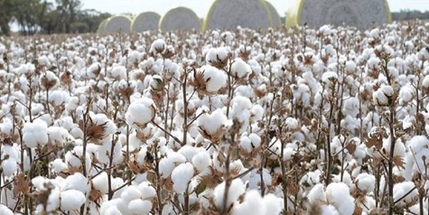 تولید پنبه به ۵۵ هزارتن می‌رسد