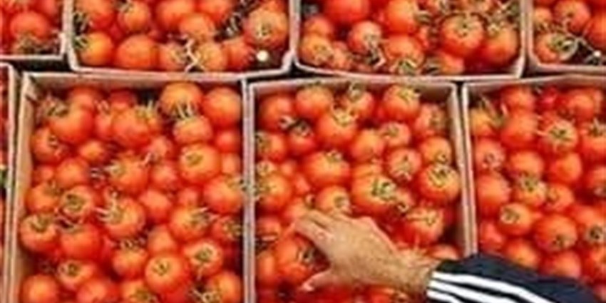 پیش‌بینی تولید ۳۰۰ هزار تن گوجه‌فرنگی برای فصل پاییز