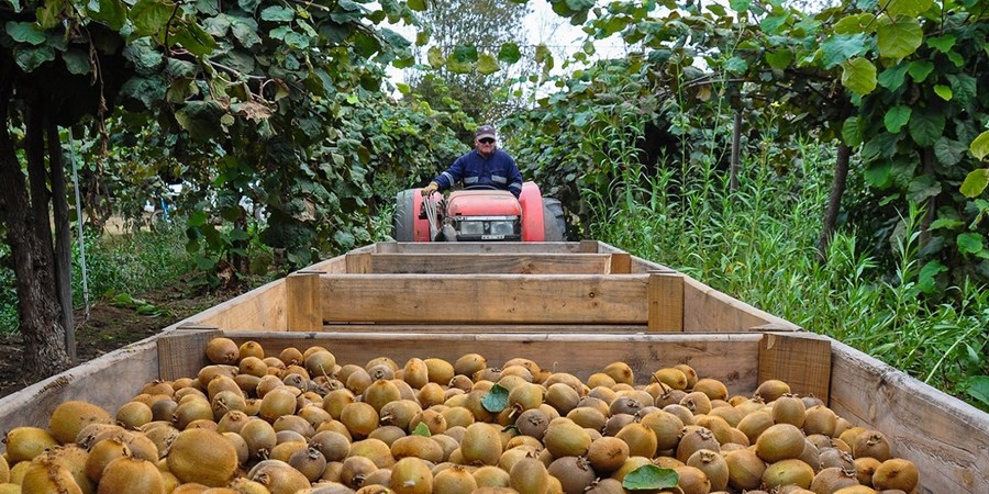 صادرات بیش از ۵ هزار تن محصولات کشاورزی از نوشهر